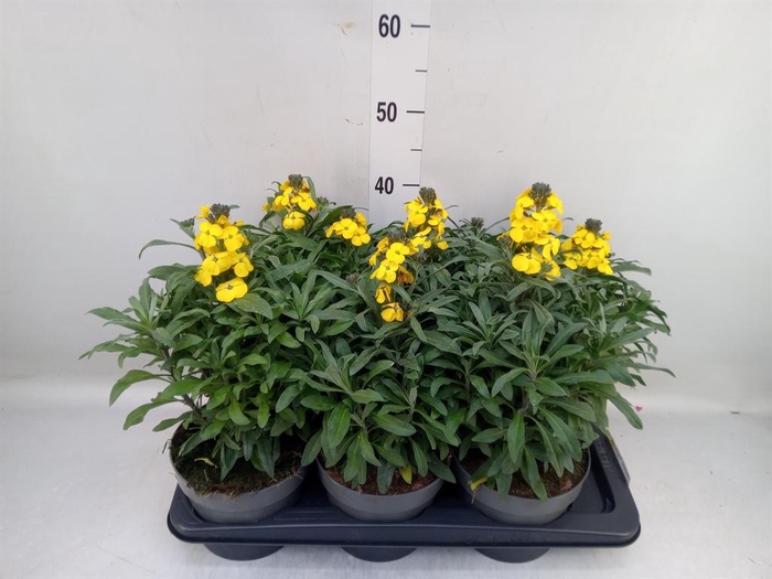 <h4>Erysimum  'Fragrant Sunshine'</h4>