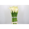 Zantedeschia Eydolls White