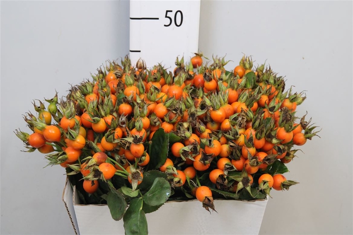 <h4>Rosa Pumpkin</h4>