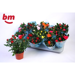 RO B MONDE GEM 7 SRT