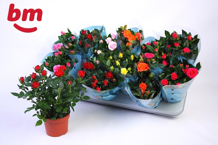 <h4>RO B MONDE GEM 7 SRT</h4>