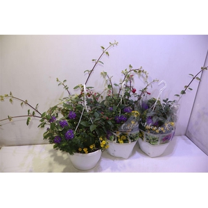 arr8 Perkpl Toef 4 Kl