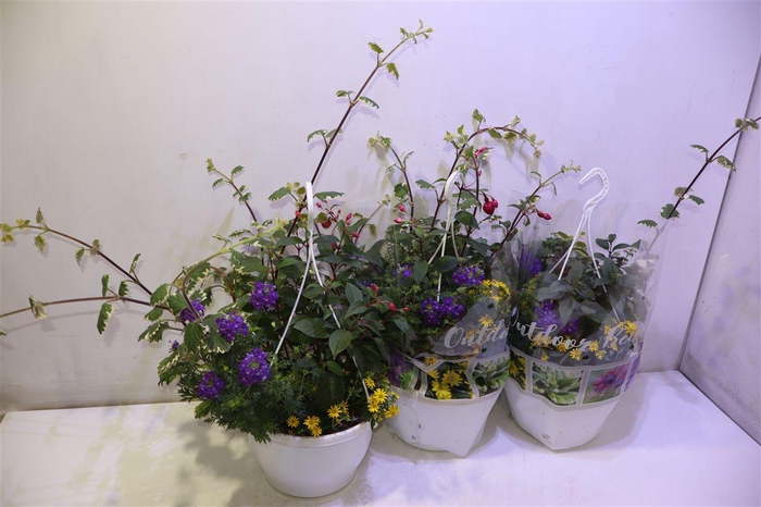 <h4>arr8 Perkpl Toef 4 Kl</h4>