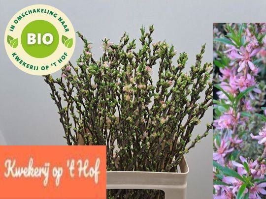 PRUNUS COMET