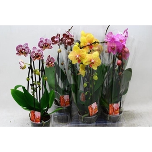 PHAL EL CASCADE