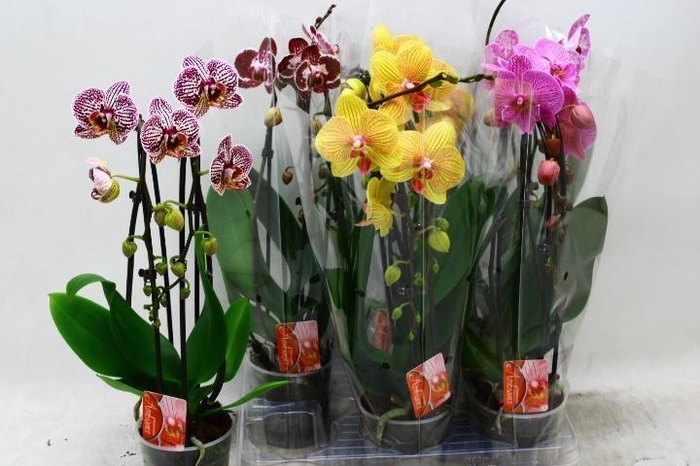 <h4>PHAL EL CASCADE</h4>