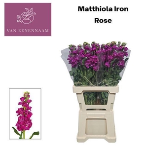 MATTH IRON ROSE