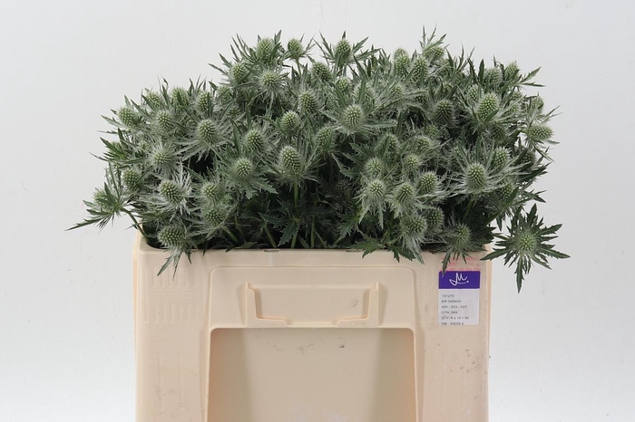 <h4>Eryn Gemini Questar</h4>