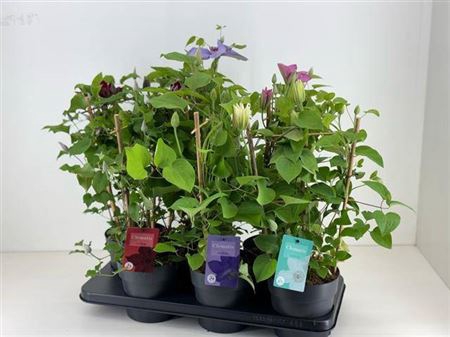 <h4>Clematis Boulevard Mix X6</h4>