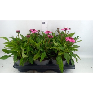 Echinacea purp. 'Sunmag Vin Hot Pk'