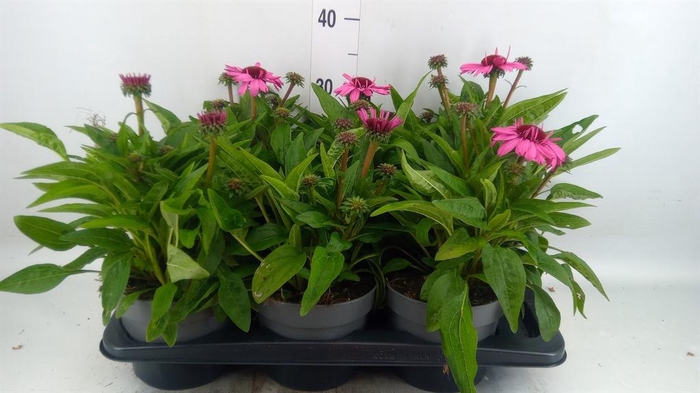 <h4>Echinacea purp. 'Sunmag Vin Hot Pk'</h4>