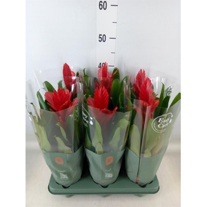 Vriesea  'Intenso Red'