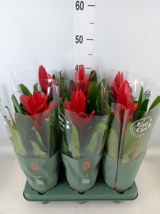 <h4>Vriesea  'Intenso Red'</h4>