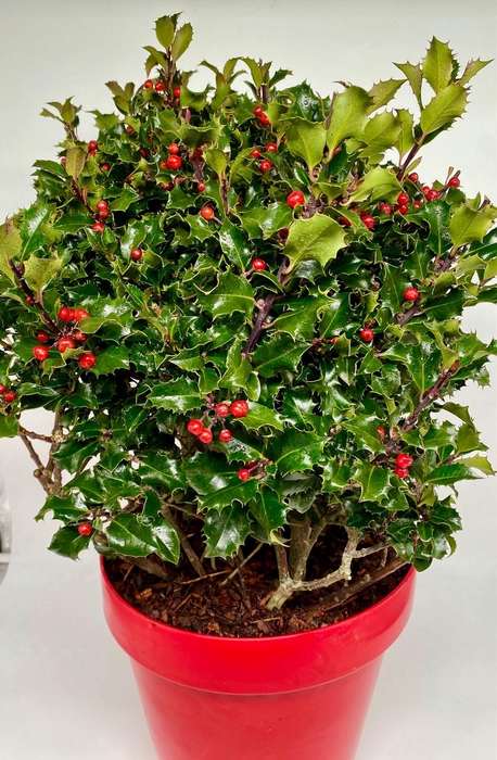 <h4>ILEX MES BLUE ANGEL</h4>