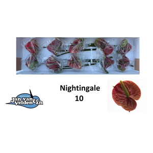 ANTH A NIGHTINGALE