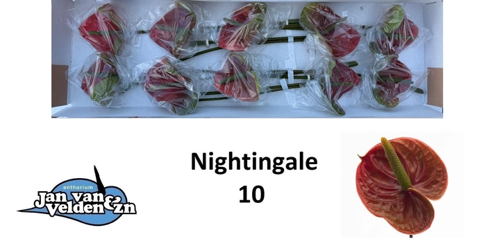 <h4>ANTH A NIGHTINGALE</h4>
