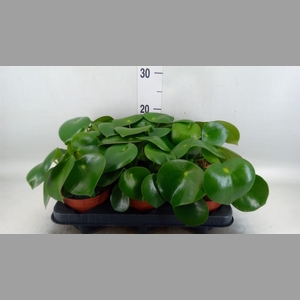 Peperomia polybotrya 'Raindrop'