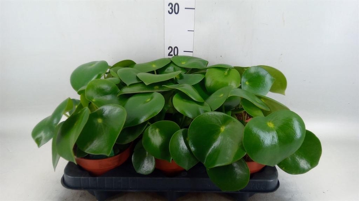 <h4>Peperomia polybotrya 'Raindrop'</h4>