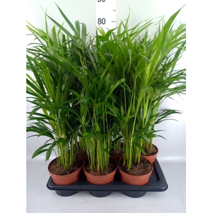 Dypsis lutescens   ...Chrysalidoca