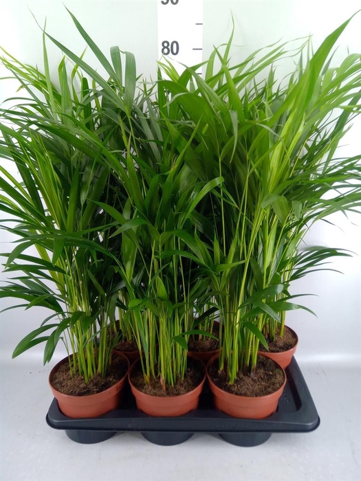 <h4>Dypsis lutescens   ...Chrysalidoca</h4>