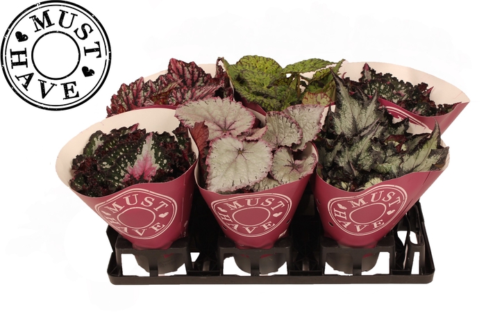 Bladbegonia Mix Rex in Floratino Fust