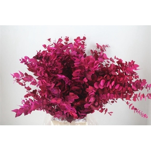 Pres Euca Stuartiana Lilac Bunch