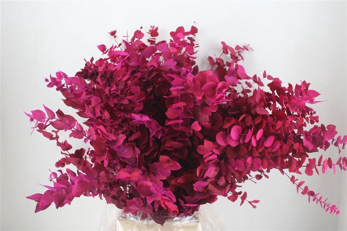 <h4>Pres Euca Stuartiana Lilac Bunch</h4>