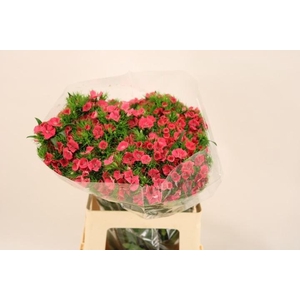 DI BARB S WILL CORAL