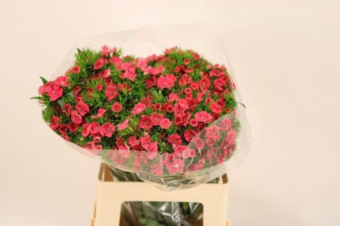 <h4>DI BARB S WILL CORAL</h4>