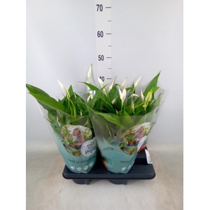 Spathiphyllum  'Pearl Cupido'