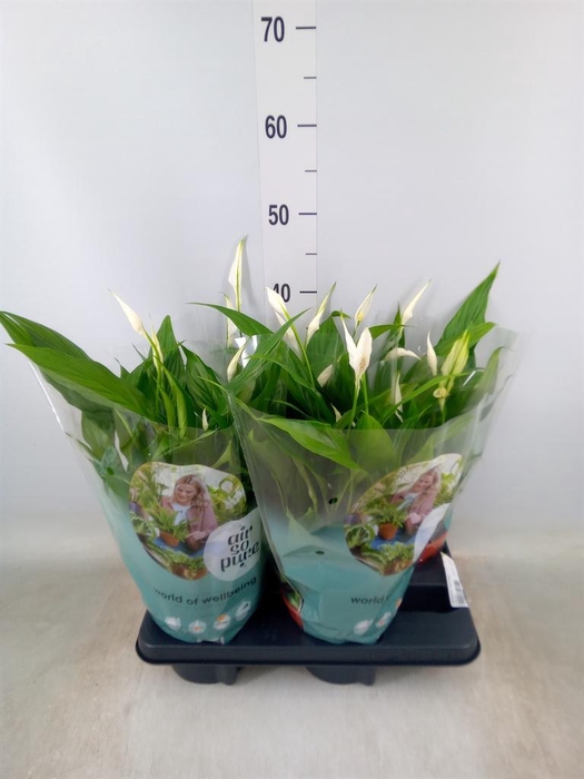 <h4>Spathiphyllum  'Pearl Cupido'</h4>