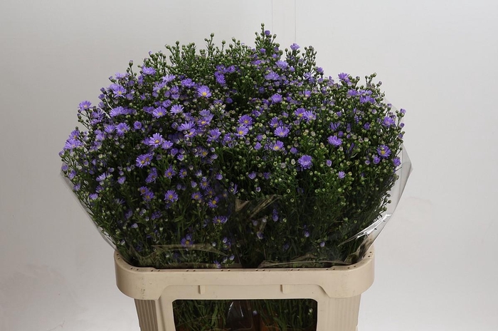 <h4>Aster Cassandra</h4>