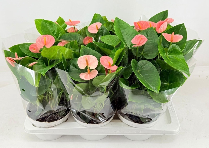 <h4>ANTHU AN SPIRIT</h4>