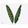 CALATHEA LANCIFOLIA