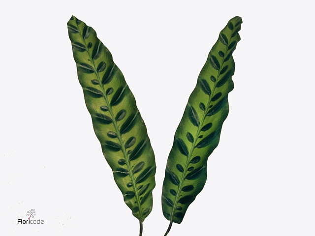 CALATHEA LANCIFOLIA