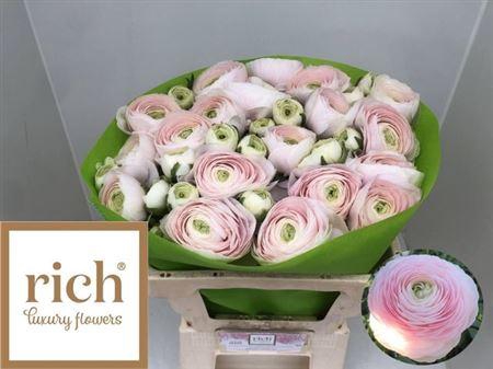 <h4>Ran Su Hanoi Ex!</h4>