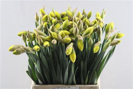 <h4>Narc D Dick Wilden</h4>