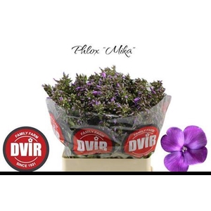 Phlox P Mika