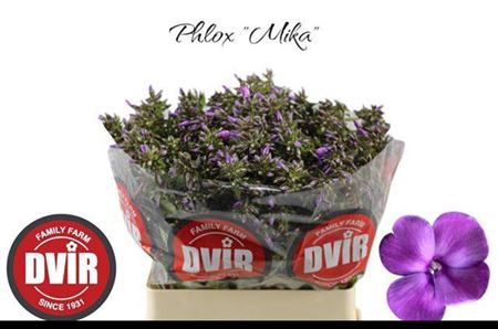 <h4>Phlox P Mika</h4>