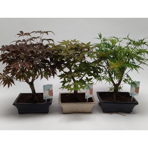 Acer Bonsai Mix 20 cm
