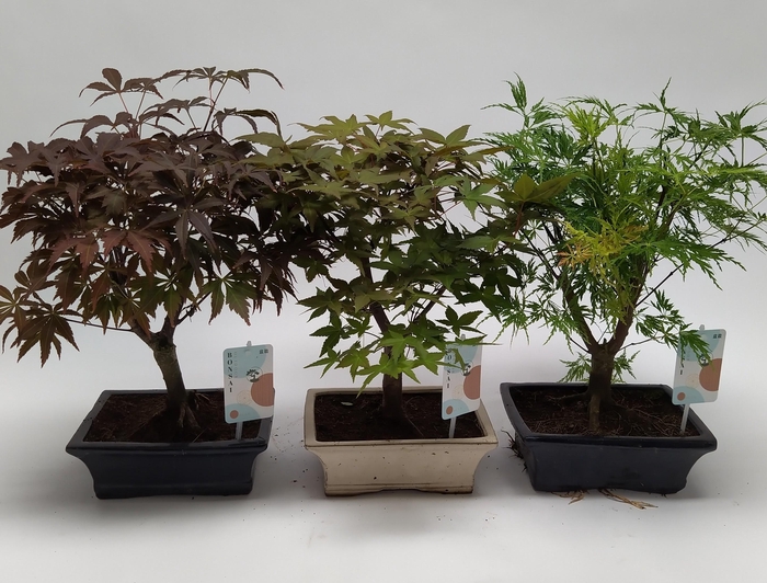 <h4>Acer Bonsai Mix 20 cm</h4>