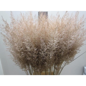 Calamagrostis Brachy Zalm