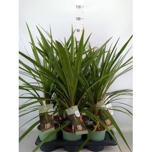 Cordyline indivisa 'Peko'