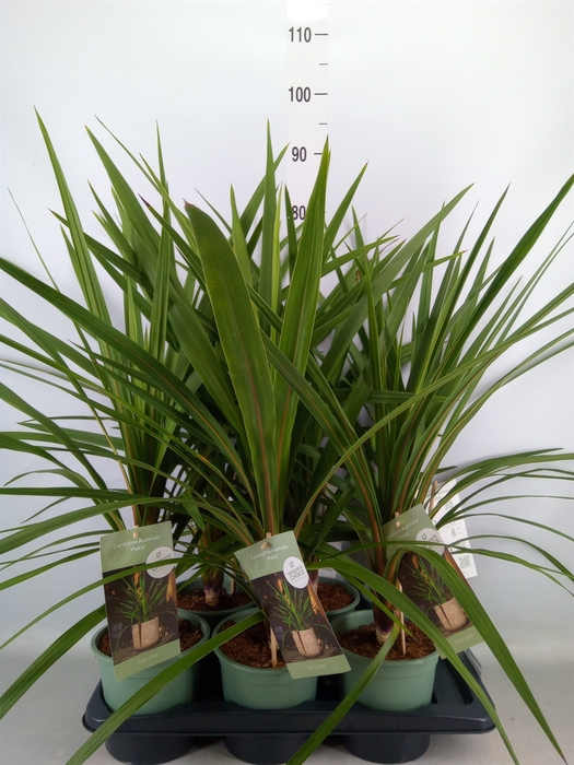 <h4>Cordyline indivisa 'Peko'</h4>