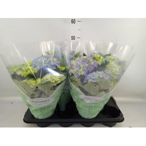 Hydrangea mac. 'Early Blue'