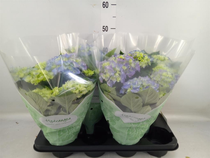 <h4>Hydrangea mac. 'Early Blue'</h4>
