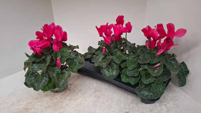 <h4>CYCL GR SUP XL</h4>