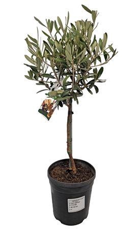 <h4>Olea Europaea Stem</h4>