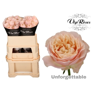 R GR UNFORGETTABLE