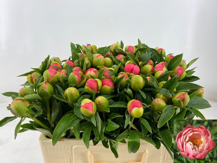 <h4>PAEO HH PINK HAWAI C</h4>